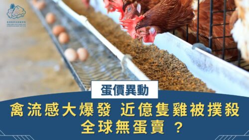 【蛋價異動】禽流感大爆發 近億隻雞被撲殺 全球無蛋賣 ?